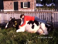 Activiteitenboerderij De Ganzestart Koe knuffelen