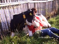 Activiteitenboerderij De Ganzestart Koe knuffelen