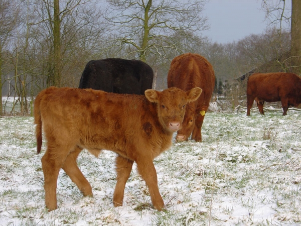 Educatieboerderij Walnoot en Wilg Safarie en proeverij
