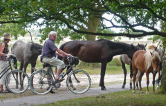 Fietsen en Eten Door de Kampina Kleine route door de Kampina