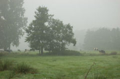 IVN Oirschot Bomenwandeling door Oirschot-dorp