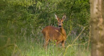 Landgoed De Hoevens Workshop Natuurfotografie