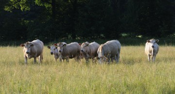 Landgoed De Hoevens Workshop Natuurfotografie