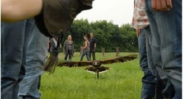 Landgoed De Hoevens Vogelvrij - Teambuilding met roofvogels