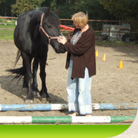Paard en ziel Coaching/Workshops met paarden