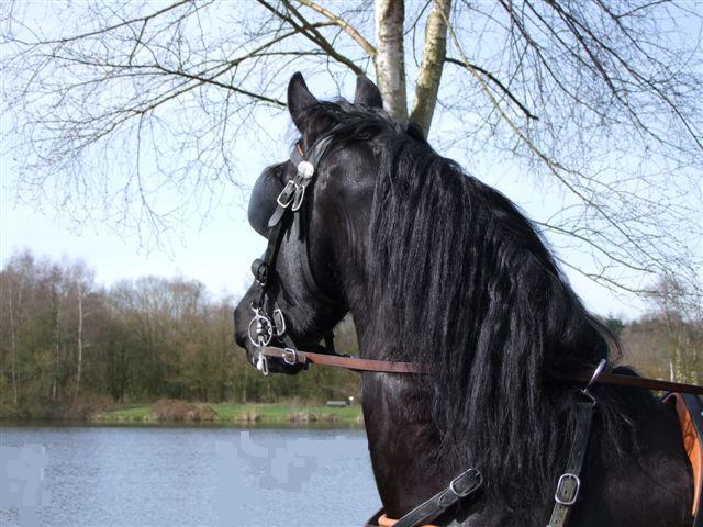 Steenhof Stables Horse & nature arrangement