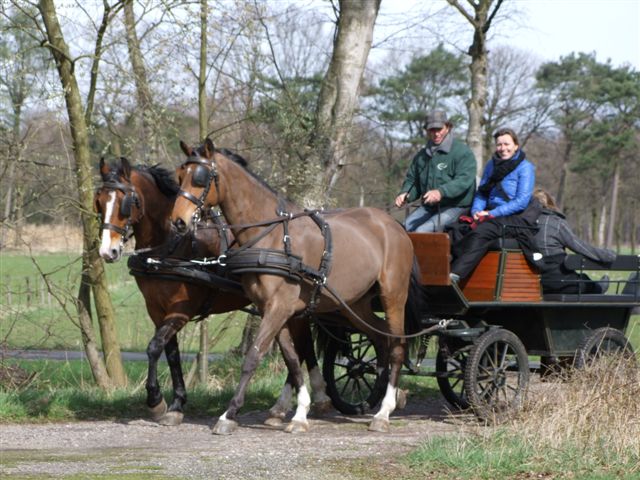 Steenhof Stables Horse & nature arrangement