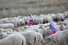 Stichting Het Kempische Heideschaap Wandeling met de herder