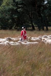 Stichting Het Kempische Heideschaap Wandeling met de herder
