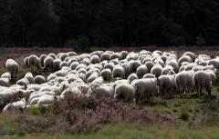 Stichting Het Kempische Heideschaap Herder High tea of herder lunch
