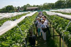 Vennenhof Aardbeien en asperges Aardbeien