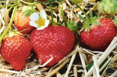 Vennenhof Aardbeien en asperges Aardbeien