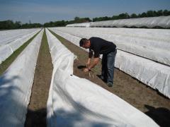 Vennenhof Aardbeien en asperges Asperges
