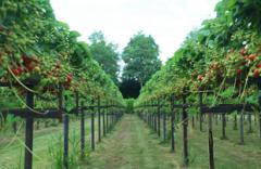 Frans van Beerendonk verzorgt excursies en rondleidingen op het aardbeienbedrijf en wandelingen in Het Groene Woud