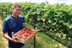 Aardbeienkwekerij van Beerendonk