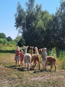 Alpacafarm Berkense Loop Wandelen met alpaca's