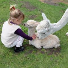 Kleinschalige alpacafarm met diverse buiten activiteiten voor jong en oud zoals wandelingen, Kom, Kijk & Bewonder, kinderfeest, lunch & high tea.