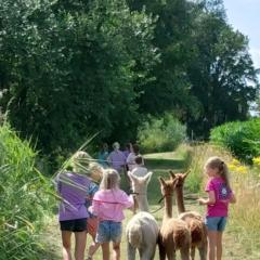 Alpacafarm Berksense Loop Wandelen met alpaca's