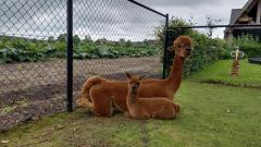 Alpacafarm Berksense Loop Wandelen met alpaca's