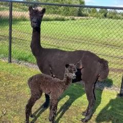 Alpacafarm Berksense Loop