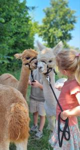 Vier een superleuk kinderfeest tussen de alpaca's! Spelen knuffelen en ontdekken: een vrolijk avontuur waar kinderen nog lang over napraten. 