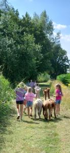 Alpacafarm Berksense Loop Kinderfeest bij de alpaca's!