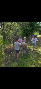 Alpacafarm Berksense Loop Kinderfeest bij de alpaca's!