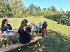 Alpacafarm Berksense Loop Lunch tussen de alpaca's
