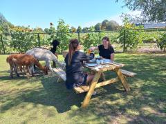 Alpacafarm Berksense Loop Lunch tussen de alpaca's