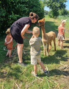 Kom, Kijk en Bewonder... alpaca's!