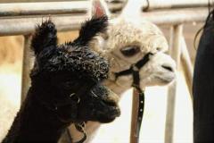Alpacafarm Riethoven Kinderfeestje tussen de alpaca's