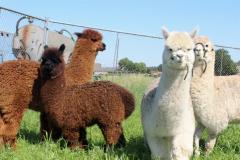 Alpacafarm Riethoven Kinderfeestje tussen de alpaca's