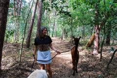 Alpacafarm Riethoven Alpaca wandeling