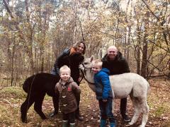 Alpacafarm Riethoven Alpaca wandeling