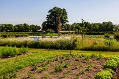 Bijzonder Brabants Bijzondere groenten op de Peelrandbreuk ontdekken