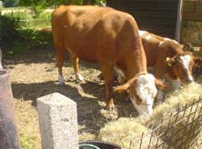 Biologische boerderij de Blije Big Streekproductenwinkel