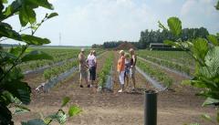 Blauwebessenland Zelfpluk