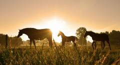 BlossomField Coaching met paarden