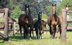 BlossomField Coaching met paarden