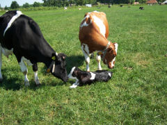 Boerderij 't Dommeltje Boerengolf