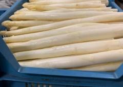Dat de Limburgse zandgronden een ideale voedingsbodem zijn voor de lekkerste asperges zal geen verrassing meer zijn.