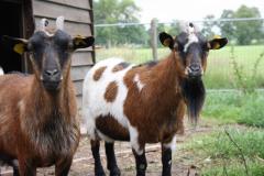 Neem een kijkje op de boerderij tijdens de openingstijden van de winkel! 
