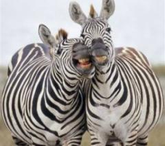 Na ontvangst volgt een ritmische workshop Djembee, ofwel Afrikaans trommelen en vervolgens op de fiets naar het safaripark.