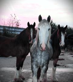 Buitenritreserveren Buitenrit Loonse en Drunense duinen.