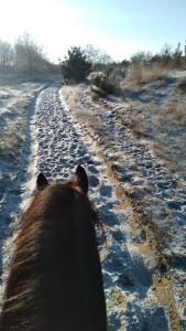 Buitenritreserveren Buitenrit Loonse en Drunense duinen.