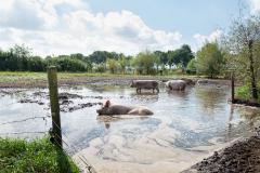 De Beukentuin Tour-de-boer