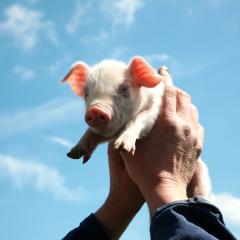 Iedereen krijgt een overall en laarzen van de boerderij en mag met de boer mee naar de kraamstal die je de biggetjes laat zien en knuffelen.