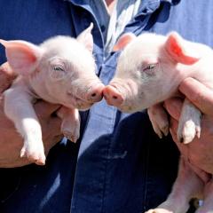 U krijgt een overall en laarzen en de boer neemt u mee. Biggetjes worden geknuffeld en zeugen worden geaaid en er wordt verteld over de varkens