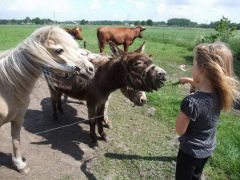 De Hagelaar Wandelen met de ezeltjes