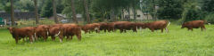 De Hagelaar Biologisch herten- en rundvlees